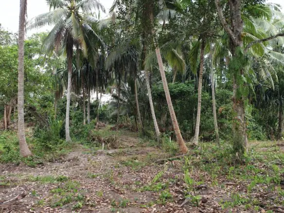 Land For Sale In Na Muang Koh Samui 2