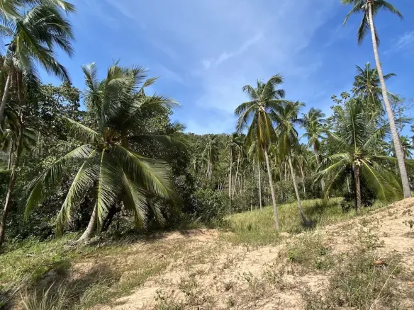 Land plots in Bang Por For Sale plot B