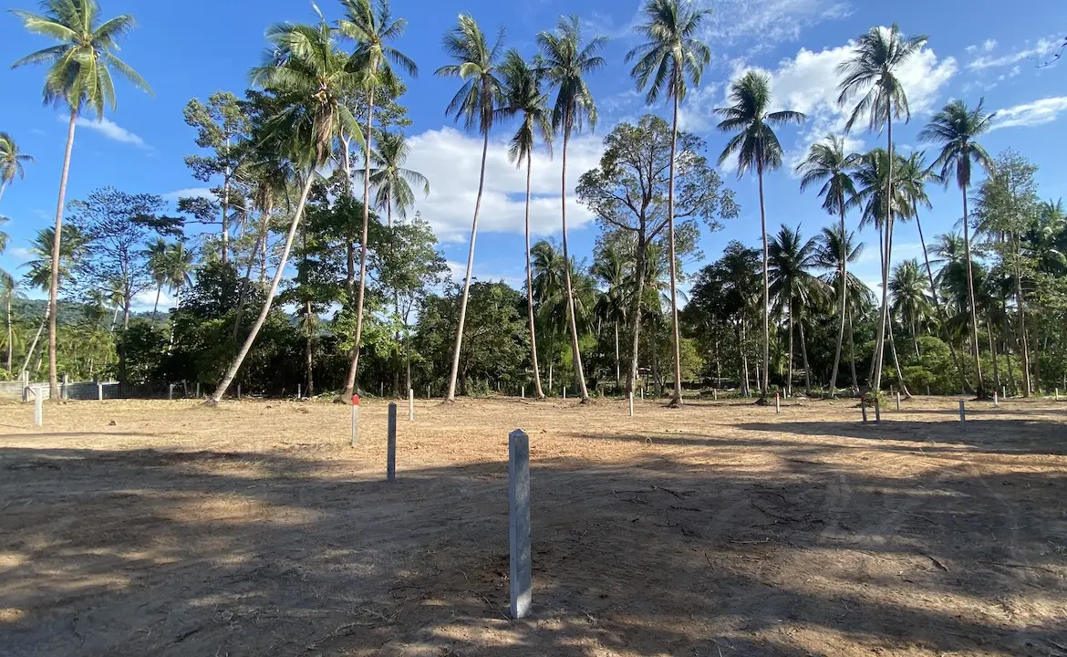 Angthong Land Plots Coconut trees view