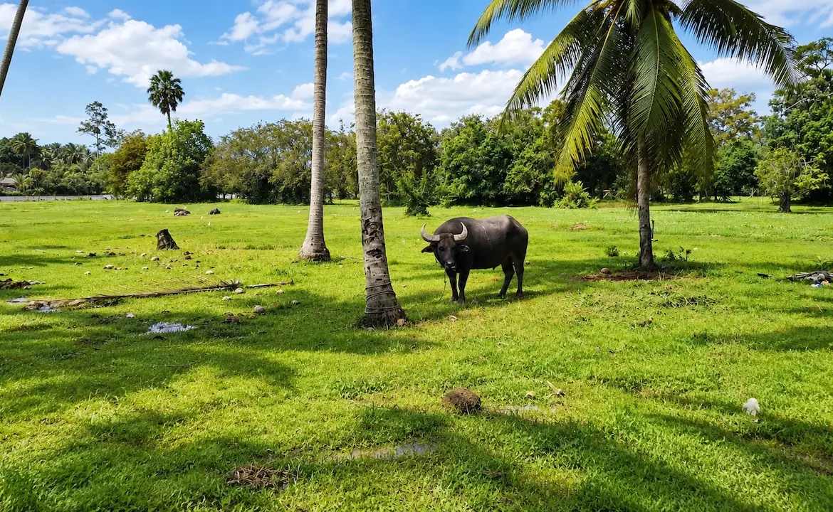 Taling Ngam Development Land