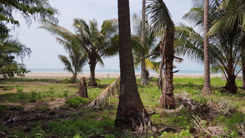 Baan Kao Beach Land Coconut Trees