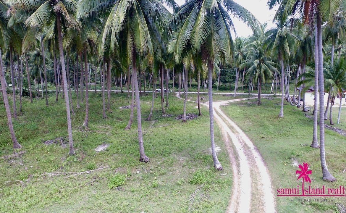 Koh Samui Beachfront Land Baan Makham Coconuts Trees