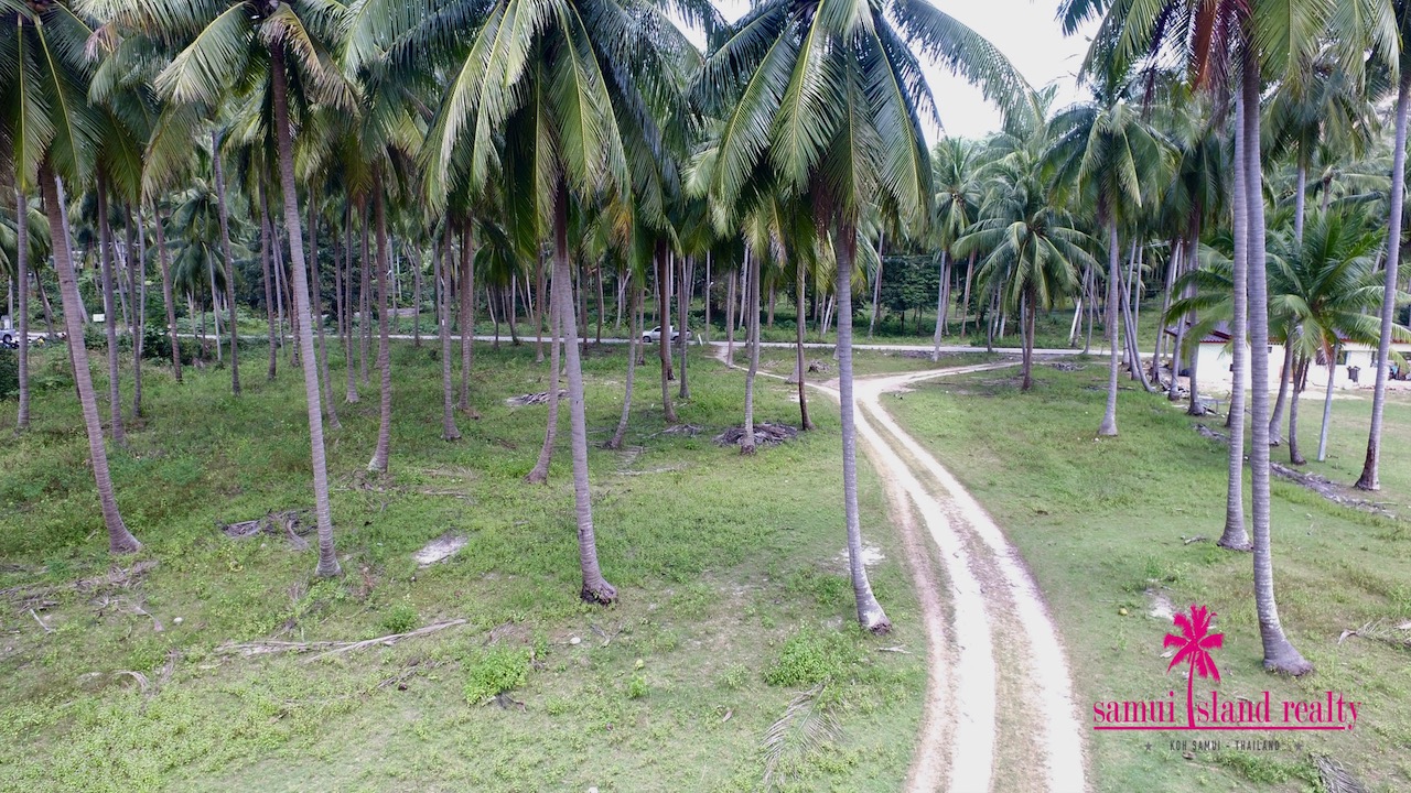 Koh Samui Beachfront Land Baan Makham Coconuts Trees