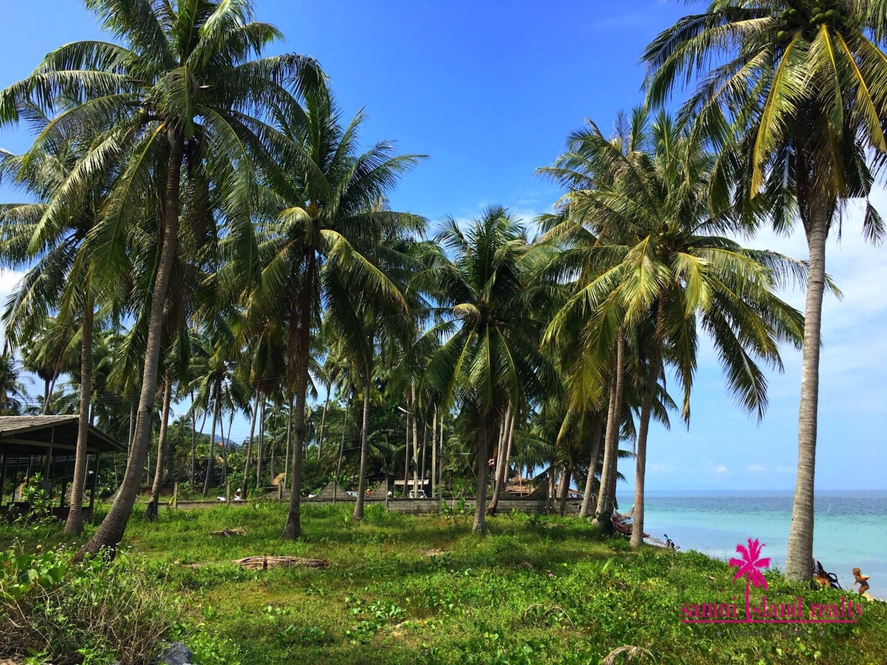 Maenam Beach Land For Sale Ko Samui Coconuts Tress On The Land