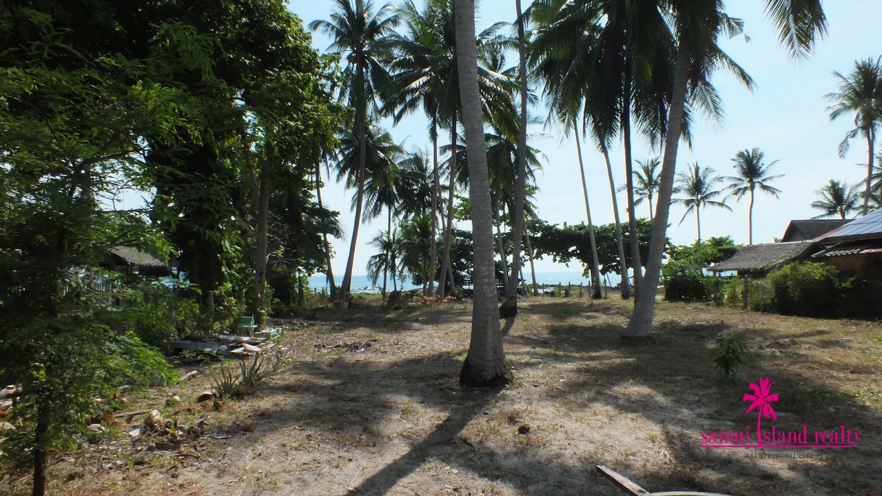 Coconuts Trees
