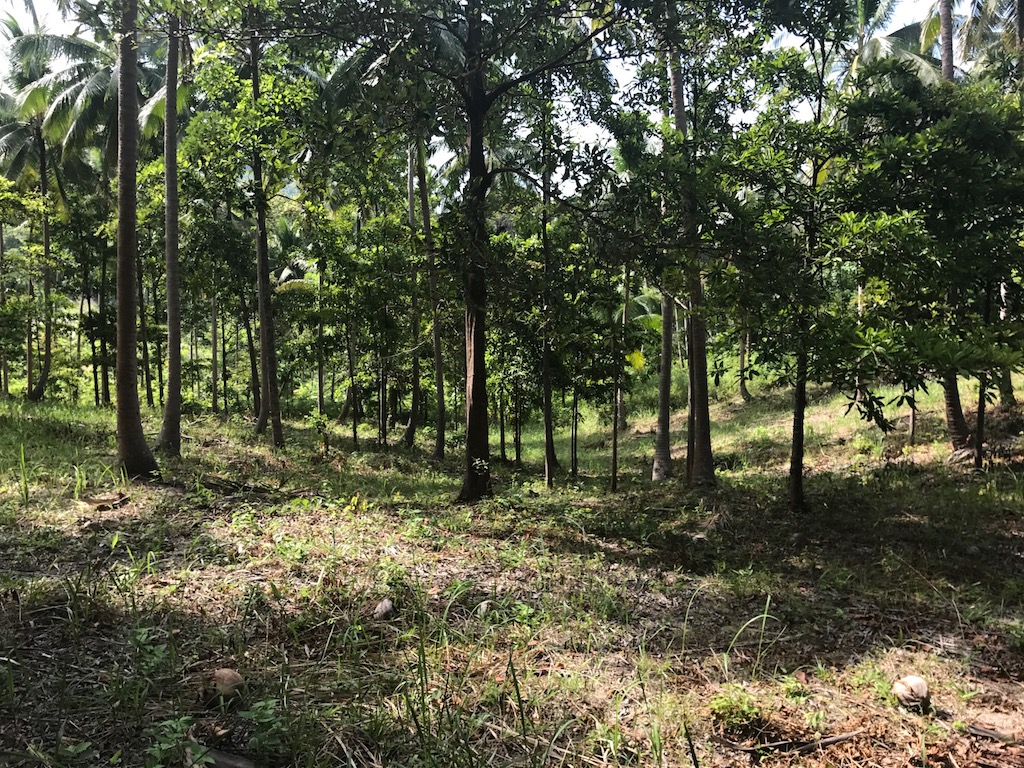 Jungle Club Land Plot Chaweng Noi