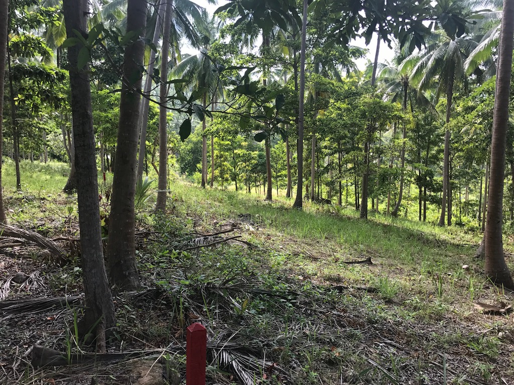 Jungle Club Land Plot Chaweng Noi