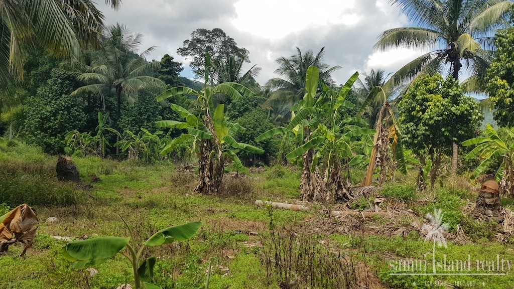 Land For Sale In Lamai Koh Samui Banana Trees