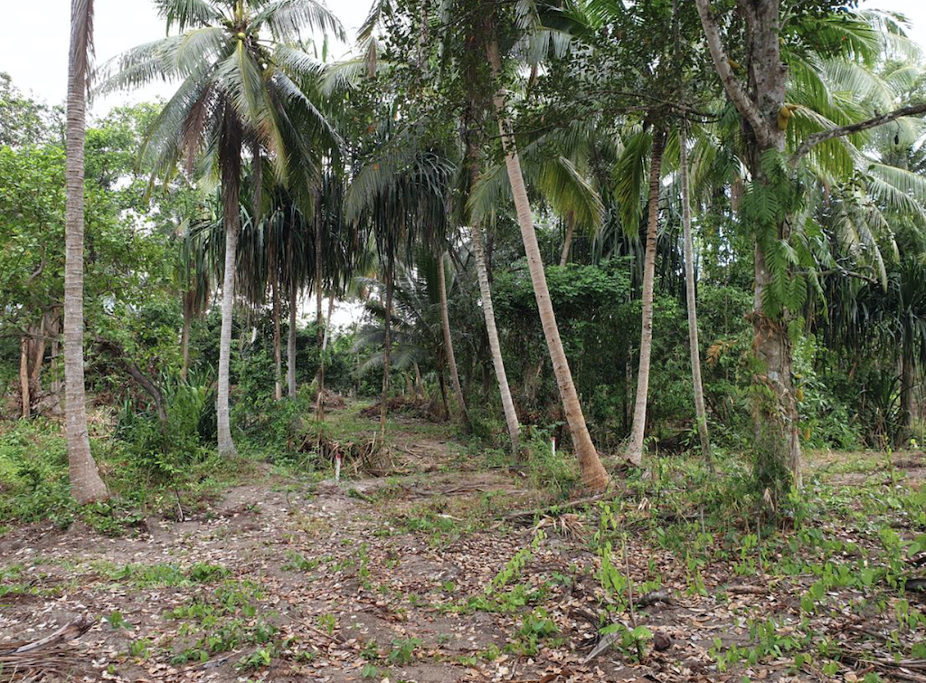 Land For Sale In Na Muang Koh Samui 2