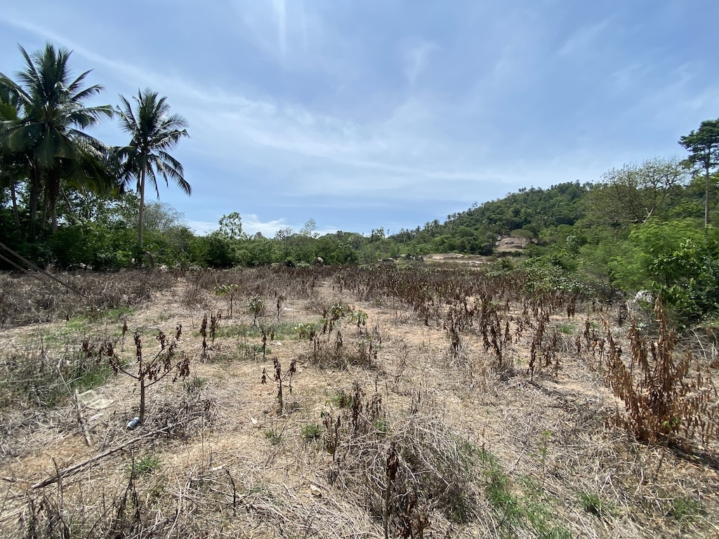 Land For Sale In Laem Set Koh Samui