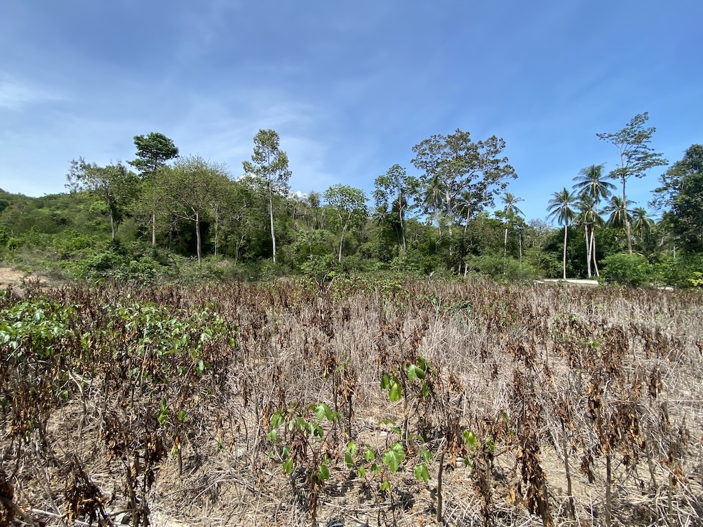 Land For Sale In Laem Set Koh Samui