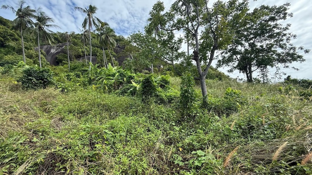 Koh Samui Sea View Land For Sale in Lamai