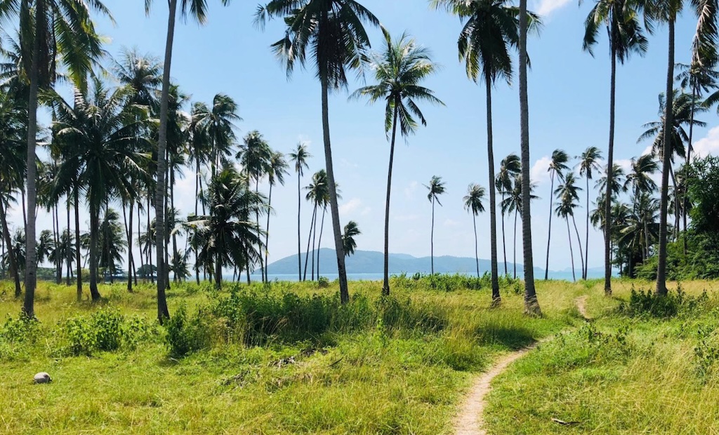 Phang Ka Beachfront Land For Sale Trees