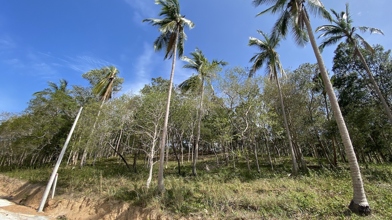 Land plots in Bang Por For Sale plot A