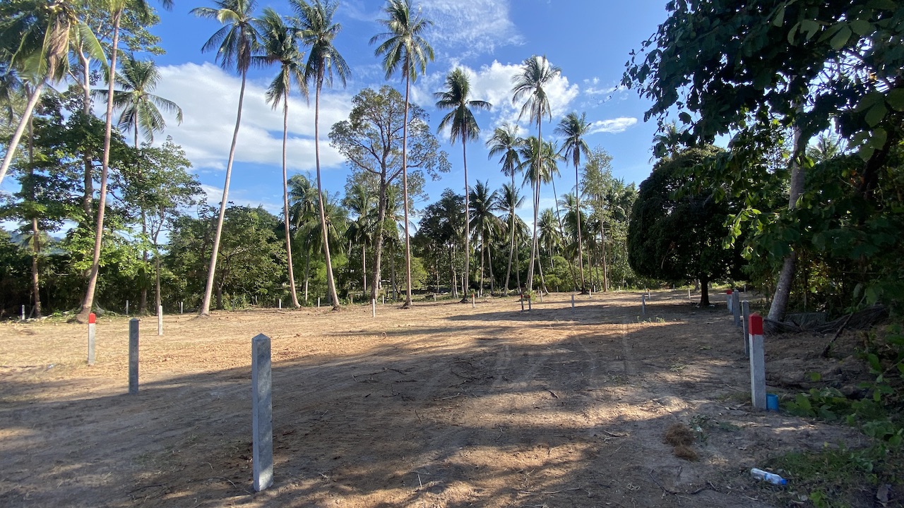 Angthong Land Plots Angthong Land Plots Coconut trees View