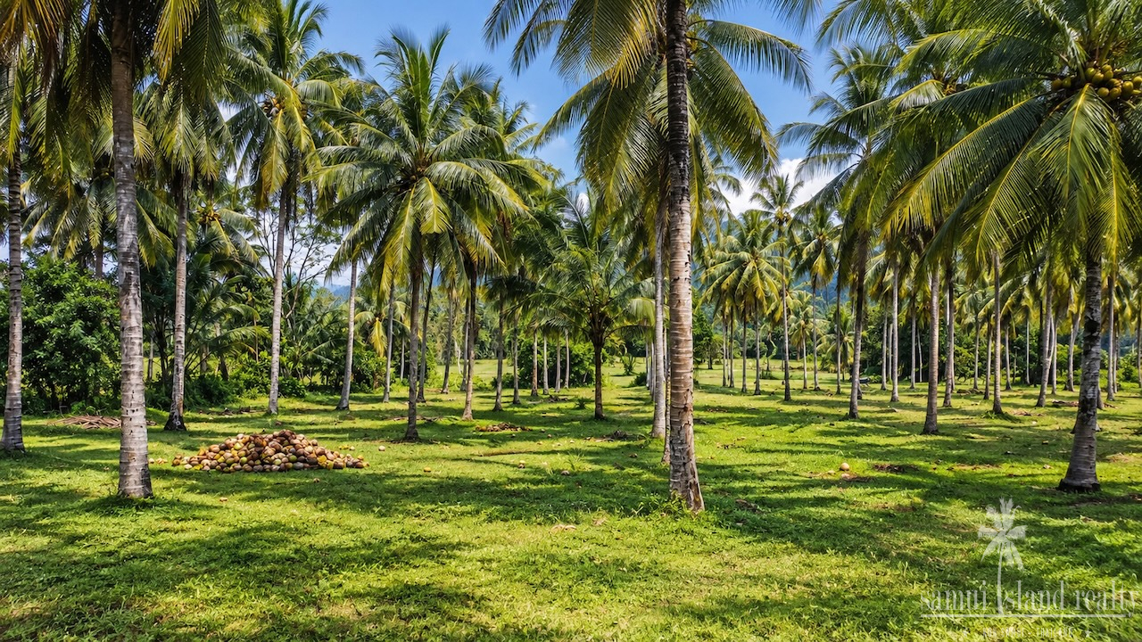 Taling Ngam Development Land Taling Ngam Development Land